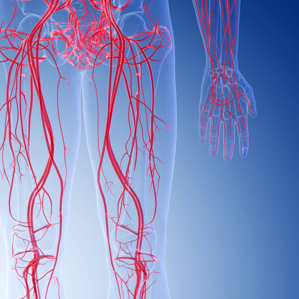 3D medical illustration highlighting the vascular and circulatory system in the lower human body