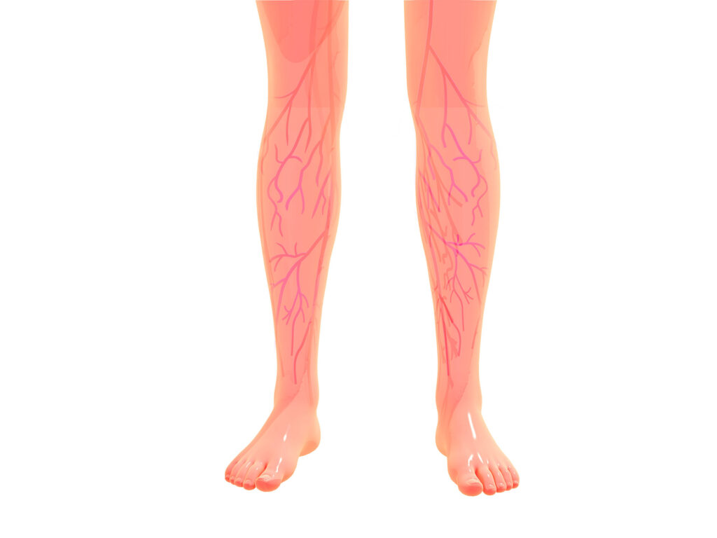 3D anatomical rendering of human legs highlighting the superficial veins and vascular structure.