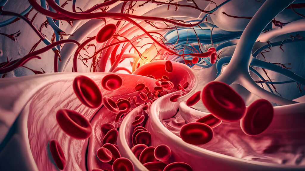  3D medical illustration showing microscopic blood flow with red blood cells inside a vessel